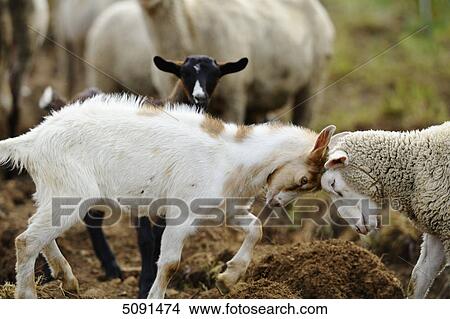 Goats, Capra aegagrus hircus, and sheep, Ovis orientalis aries, Bavaria, Germany, Europe View Large Photo Image Picture - Goats, Capra aegagrus hircus, and sheep, Ovis orientalis aries, Bavaria, Germany, Europe . Fotosearch