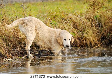 Golden Retriever in lake, Franconia, Bavaria, Germany View Large Photo Image Stock Image - Golden Retriever in lake, Franconia, Bavaria, Germany . Fotosearch