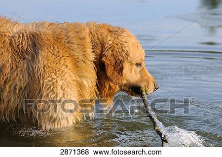 Stock Photo - Golden Retriever in lake with stick in its mouth, Franconia, Bavaria, Germany . Fotosearch