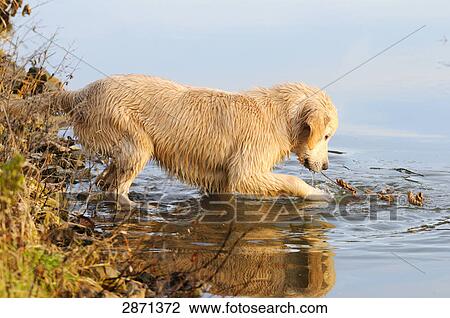 Golden Retriever puppy playing in water, Franconia, Bavaria, Germany View Large Photo Image Stock Image - Golden Retriever puppy playing in water, Franconia, Bavaria, Germany . Fotosearch