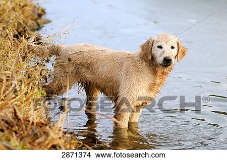 Picture - Golden Retriever puppy standing in water, Franconia, Bavaria, Germany . Fotosearch