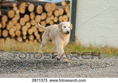 Golden Retriever puppy walking on road, Franconia, Bavaria, Germany View Large Photo Image Stock Image - Golden Retriever puppy walking on road, Franconia, Bavaria, Germany . Fotosearch