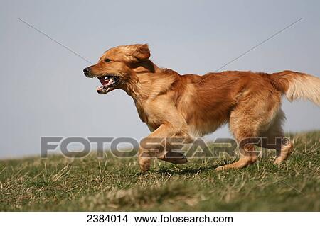 Golden Retriever running in field View Large Photo Image Picture - Golden Retriever running in field . Fotosearch