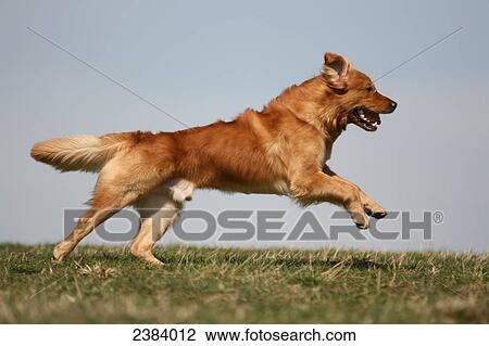 Golden Retriever running in field View Large Photo Image Stock Image - Golden Retriever running in field . Fotosearch