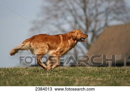 Golden Retriever running in field View Large Photo Image Stock Image - Golden Retriever running in field . Fotosearch