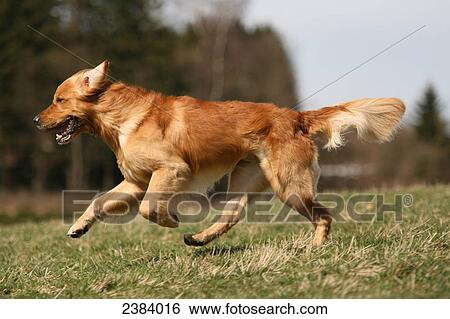 Golden Retriever running in field View Large Photo Image Stock Photograph - Golden Retriever running in field . Fotosearch