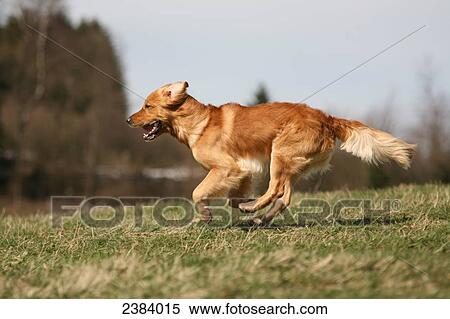 Stock Photography - Golden Retriever running in field . Fotosearch