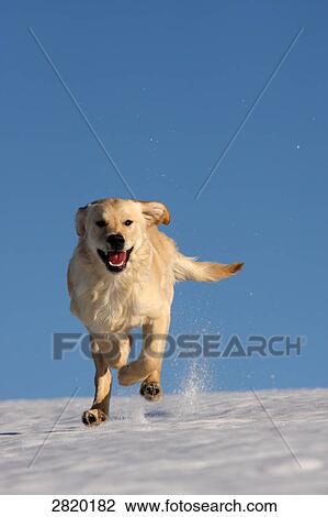 Stock Image - Golden Retriever running over snow, full shot . Fotosearch