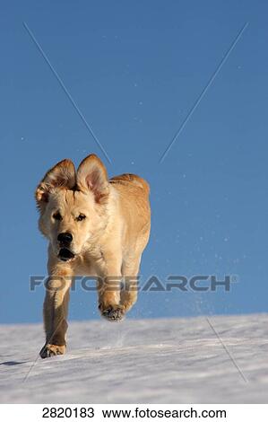 Stock Image - Golden Retriever running over snow, full shot . Fotosearch