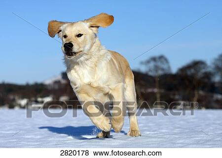 Stock Photo - Golden Retriever running over snow, full shot . Fotosearch