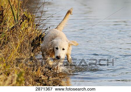 Stock Photo - Golden Retriever walking in lake, Franconia, Bavaria, Germany . Fotosearch