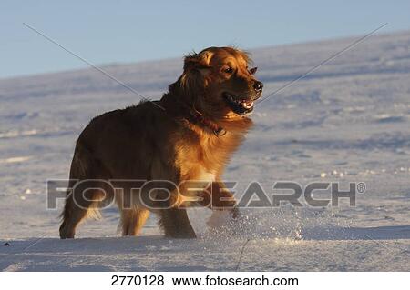 Stock Photo - Golden Retriever walking in snow . Fotosearch