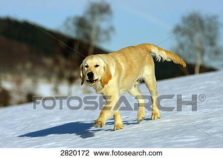 Golden Retriever walking over snow, full shot View Large Photo Image Stock Image - Golden Retriever walking over snow, full shot . Fotosearch