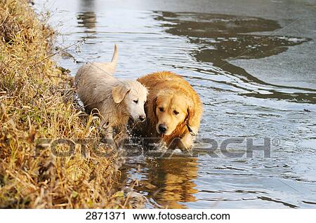 Stock Image - Golden Retriever walking with its puppy in water, Franconia, Bavaria, Germany . Fotosearch