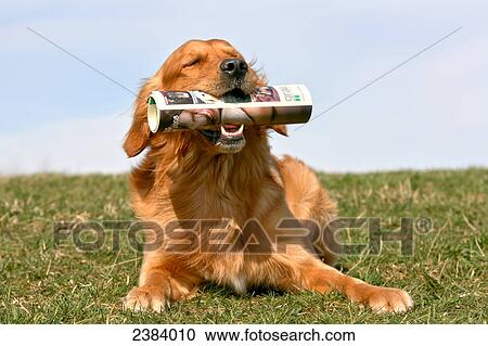 Stock Image - Golden Retriever with newspaper in its mouth . Fotosearch