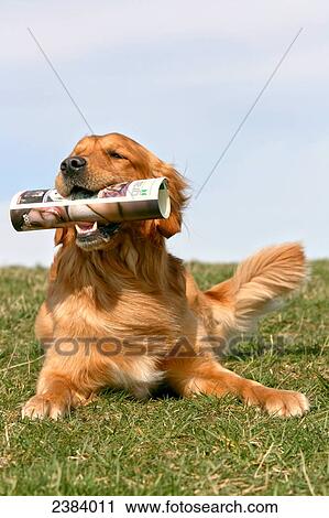 Stock Image - Golden Retriever with newspaper in its mouth . Fotosearch