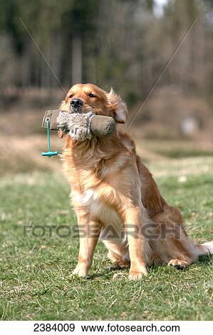 Stock Photo - Golden Retriever with newspaper in its mouth . Fotosearch