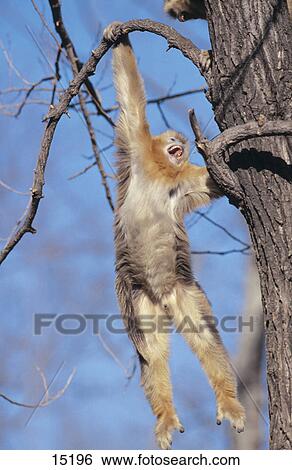 Golden Snub-nosed Monkey (Pygathrix roxellana) swinging from tree branch, Sichuan Province, China View Large Photo Image Stock Photograph - Golden Snub-nosed Monkey (Pygathrix roxellana) swinging from tree branch, Sichuan Province, China . Fotosearch
