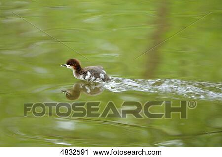 Stock Image - Goosander chick (Mergus merganser) in water . Fotosearch