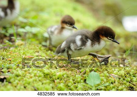 Goosander chicks (Mergus merganser) View Large Photo Image Stock Photography - Goosander chicks (Mergus merganser) . Fotosearch
