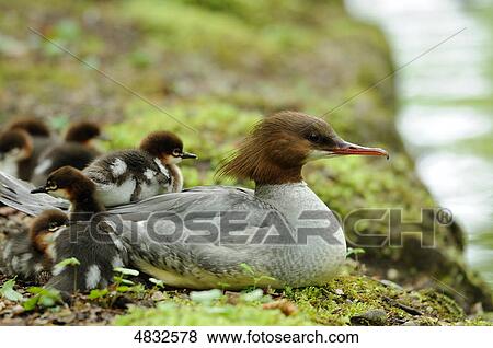 Stock Photo - Goosander (Mergus merganser), mother with chicks . Fotosearch