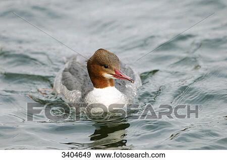 Stock Photo - Goosander (Mergus merganser) swimming, Franconia, Germany, elevated view . Fotosearch