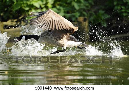 Goose, Branta canadensis, Bavaria, Germany, Europe View Large Photo Image Stock Image - Goose, Branta canadensis, Bavaria, Germany, Europe . Fotosearch