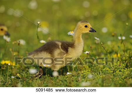 Goose chick, Branta canadensis, Bavaria, Germany, Europe View Large Photo Image Stock Photography - Goose chick, Branta canadensis, Bavaria, Germany, Europe . Fotosearch