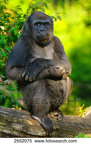 Stock Photography - Gorilla sitting on branch, Germany . Fotosearch