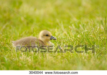 Picture - Gosling sitting in grass, side view . Fotosearch