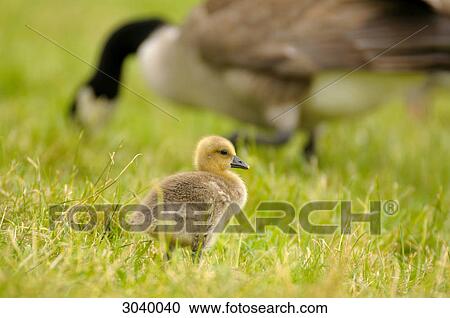Stock Image - Gosling standing on grass, mother in the background . Fotosearch