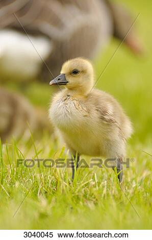 Stock Photography - Gosling standing on grass, mother in the background . Fotosearch