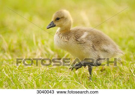 Gosling walking through grass, side view View Large Photo Image Stock Image - Gosling walking through grass, side view . Fotosearch