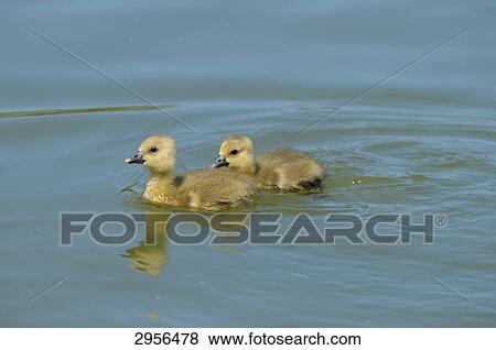 Goslings on water, close-up View Large Photo Image Stock Photo - Goslings on water, close-up . Fotosearch
