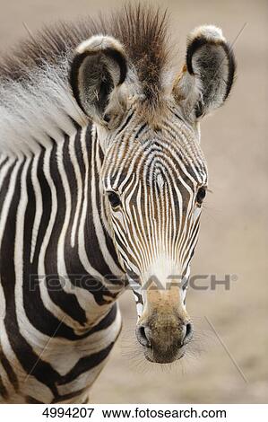 Grant's Zebra (Equus quagga boehmi), portrait View Large Photo Image Stock Photo - Grant's Zebra (Equus quagga boehmi), portrait . Fotosearch