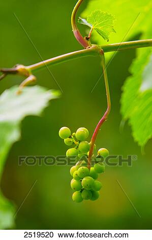 Grape bunch hanging from vine View Large Photo Image Stock Image - Grape bunch hanging from vine . Fotosearch