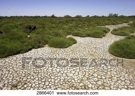 Stock Image - Grass on dried marshland, Bouches-du-Rhone, Provence-Alpes-Cote d'Azur, France . Fotosearch
