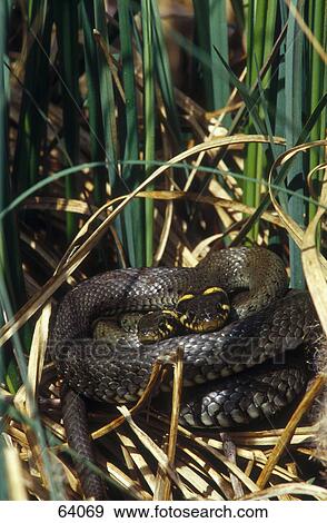 Stock Photo - Grass Snake (Natrix natrix) pairing in forest . Fotosearch