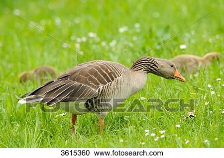 Gray goose (Anser anser) family in a meadow, Altmuehlsee, Bavaria, Germany View Large Photo Image Stock Image - Gray goose (Anser anser) family in a meadow, Altmuehlsee, Bavaria, Germany . Fotosearch