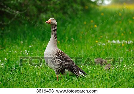 Gray goose (Anser anser) family in a meadow, Altmuehlsee, Bavaria, Germany View Large Photo Image Stock Image - Gray goose (Anser anser) family in a meadow, Altmuehlsee, Bavaria, Germany . Fotosearch