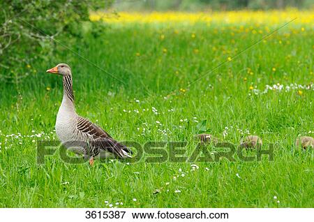 Gray goose (Anser anser) family in a meadow, Altmuehlsee, Bavaria, Germany View Large Photo Image Stock Photo - Gray goose (Anser anser) family in a meadow, Altmuehlsee, Bavaria, Germany . Fotosearch