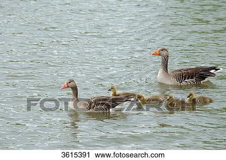 Gray goose (Anser anser) family swimming on Altmuehlsee, Bavaria, Germany View Large Photo Image Stock Image - Gray goose (Anser anser) family swimming on Altmuehlsee, Bavaria, Germany . Fotosearch
