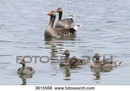 Gray goose (Anser anser) family swimming on Altmuehlsee, Bavaria, Germany View Large Photo Image Stock Photo - Gray goose (Anser anser) family swimming on Altmuehlsee, Bavaria, Germany . Fotosearch