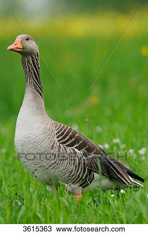 Stock Image - Gray goose (Anser anser) in a meadow, Altmuehlsee, Bavaria, Germany . Fotosearch