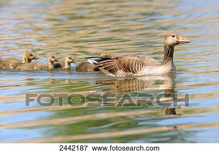 Stock Photo - Gray goose (Anser anser) swimming in water with its goslings . Fotosearch