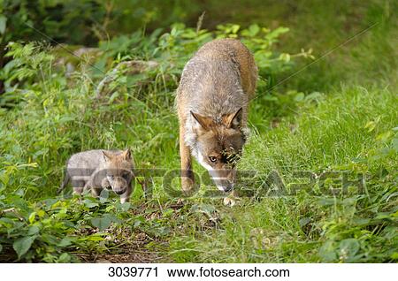 Gray wolf, Canis lupus, adult and pup, Bavarian Forest, Germany View Large Photo Image Stock Image - Gray wolf, Canis lupus, adult and pup, Bavarian Forest, Germany . Fotosearch