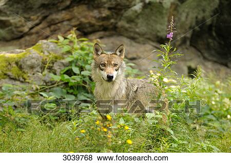 Gray Wolf, Canis Lupus, Bavarian Forest, Germany View Large Photo Image Stock Photo - Gray Wolf, Canis Lupus, Bavarian Forest, Germany . Fotosearch