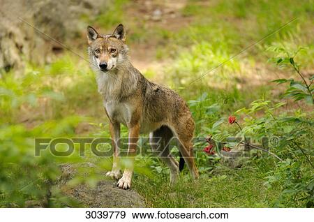 Gray wolf, Canis Lupus, Bavarian Forest, Germany View Large Photo Image Stock Photo - Gray wolf, Canis Lupus, Bavarian Forest, Germany . Fotosearch