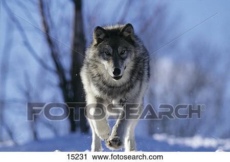 Gray wolf (Canis lupus) running in snow, Ontario, Canada View Large Photo Image Stock Image - Gray wolf (Canis lupus) running in snow, Ontario, Canada . Fotosearch
