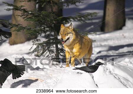 Gray wolf (Canis lupus) standing in snow, Bavarian Forest National Park, Bavaria, Germany View Large Photo Image Picture - Gray wolf (Canis lupus) standing in snow, Bavarian Forest National Park, Bavaria, Germany . Fotosearch